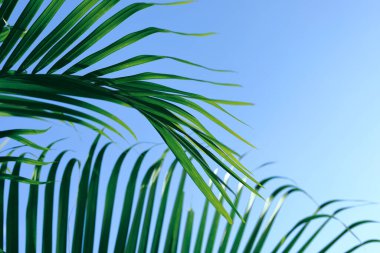 tropikal ağaç yeşil yaprak, doğa arka planda yaz