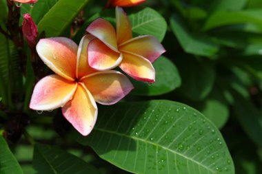 yağmurlu sabah gün yaprakları üzerinde su yağmur damla ile güzel frangipani parfüm çiçek
