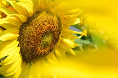 Güzel çiçek, ayçiçeği... Sabah çiçek açıyor.