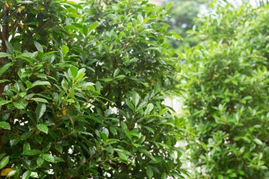 yağmur damlası yaprak yeşil doğası üzerine