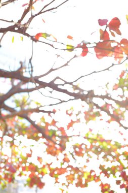 sabah gün sonbahar ağacı, doğada bulanıklık bokeh soyut görüntü