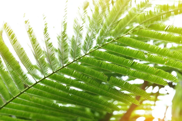 Hojas verdes abstractas en la naturaleza, la luz del sol a través de la hoja en el árbol en verano — Foto de Stock