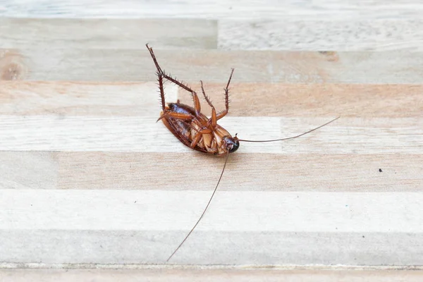 Una cucaracha espeluznante muerta en el suelo con la matanza de insecticidas — Foto de Stock