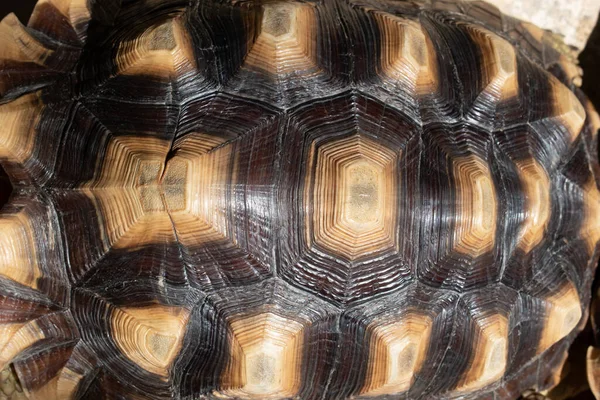 Muster harter Schildkrötenpanzer, Nahaufnahme eines Schildkrötentieres — Stockfoto