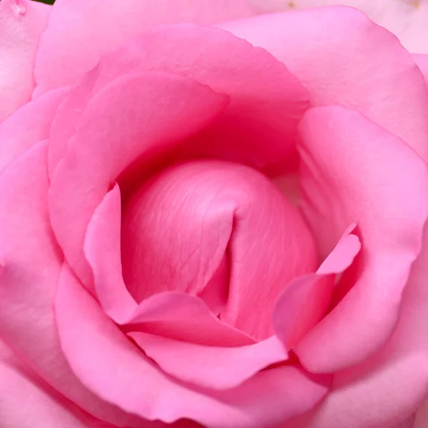 Bela rosa rosa flor flor, imagem conceito de orgasmo sexual homem e mulher — Fotografia de Stock