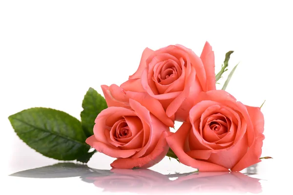 橘红色玫瑰花束，白色背景，美丽桃色色调 — 图库照片