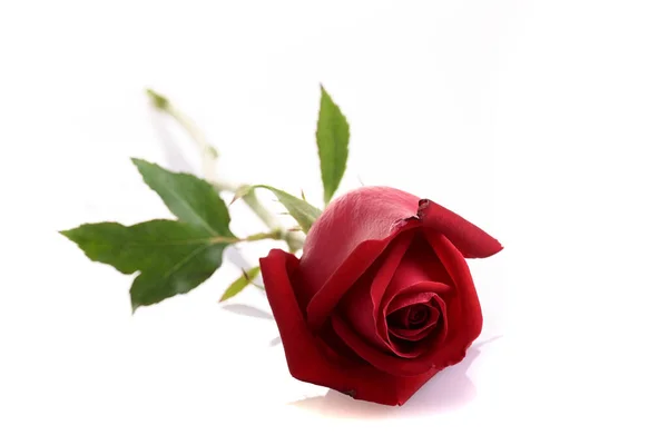 Красная роза цветок изолирован на белом фоне — стоковое фото