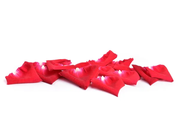 Červené okvětní lístek růže květiny izolované na bílém pozadí — Stock fotografie