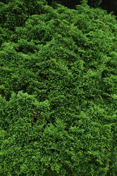 Zelená borovice v přírodě — Stock fotografie