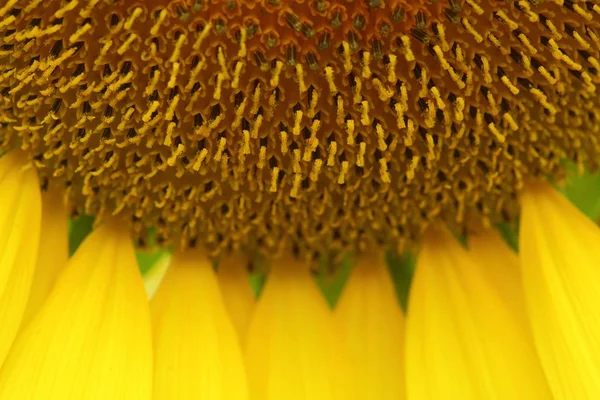 宏观图像花粉花的美丽向日葵盛开在大自然中 — 图库照片