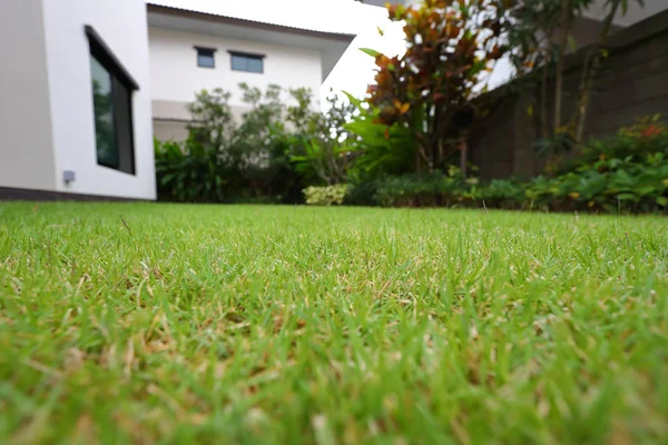 Prato paesaggistico con erba verde tappeto erboso in casa giardino — Foto Stock
