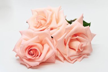 Beyaz arka planda izole edilmiş üç güzel çiçek altın rengi.