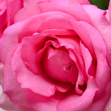 Kırışık soluk yapraklı pembe gül çiçeği. Güzellik konseptinin cilt bakımında kullanılan resim.