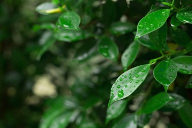 yağmur damlası yeşil yaprak niteliğine, soyut herdem yeşil arka plan bulanıklık