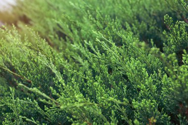 Doğada yeşil çam ağacı