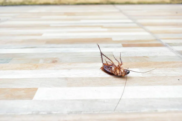 一只令人毛骨悚然的蟑螂在地板上被杀虫剂杀死 — 图库照片