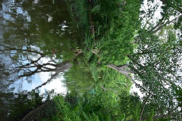 Landskap offentlig park på morgonen med utsikt över vatten liten damm — Stockfoto