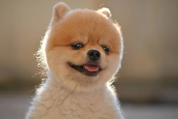 Pomeranian pies słodkie zwierzę szczęśliwy uśmiech rano — Zdjęcie stockowe