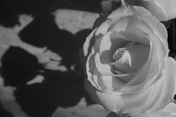 Flor de rosa floreciendo, imagen en blanco y negro tono monocromo —  Fotos de Stock