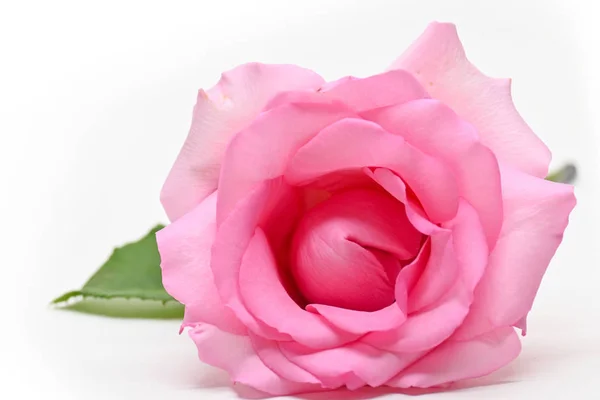 Hermosa rosa flor aislada sobre fondo blanco, concepto de imagen de pareja orgasmo sexual — Foto de Stock