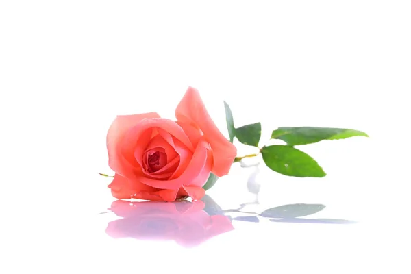Ομορφιά πορτοκαλί τριαντάφυλλο λουλούδι απομονωμένο σε λευκό φόντο — Φωτογραφία Αρχείου