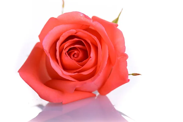 Πορτοκαλί λουλούδι τριαντάφυλλο που απομονώνονται σε λευκό φόντο — Φωτογραφία Αρχείου