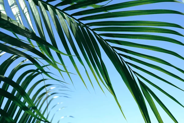 Zelený list na tropický strom, léto v pozadí přírody — Stock fotografie