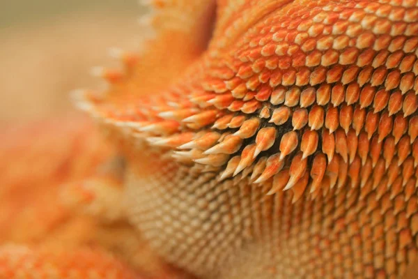 Primer plano patrón de piel, reptil animal de pequeña mascota exótica — Foto de Stock