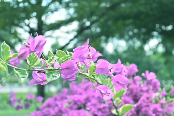 Różowy bougainvillea kwiat ozdobny roślina kwitnąca w dzień rano — Zdjęcie stockowe