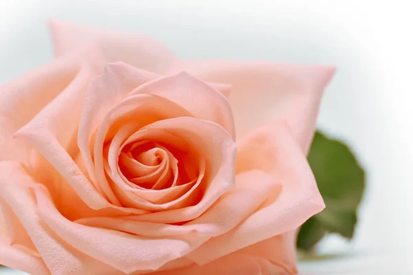 Primo piano bel petalo di arancio rosa fiore d'oro su sfondo bianco — Foto Stock