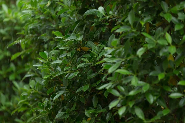 Kropla deszczu na zielony liść natura, wiecznie zielone tło — Zdjęcie stockowe