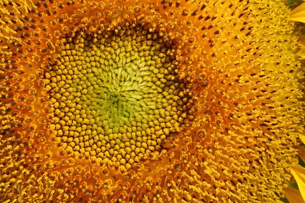 Schöne Pollen Sonnenblumenflora — Stockfoto