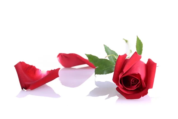 红色玫瑰花朵，白色背景隔离 免版税图库图片