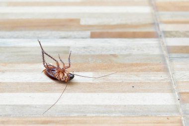 Bir hamamböceği böcek ilacı yüzünden öldü.