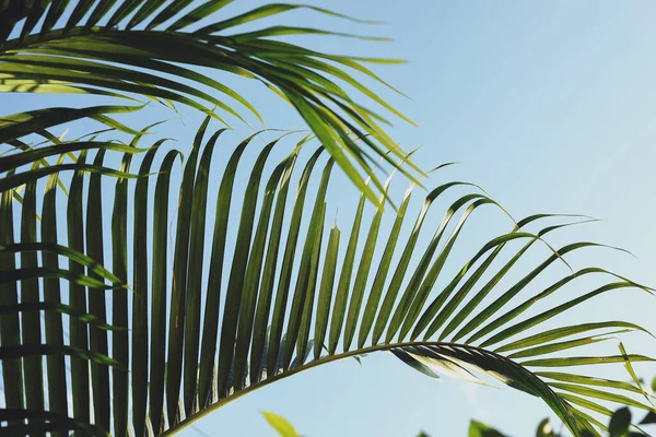 Folha verde na árvore tropical, verão no fundo da natureza — Fotografia de Stock