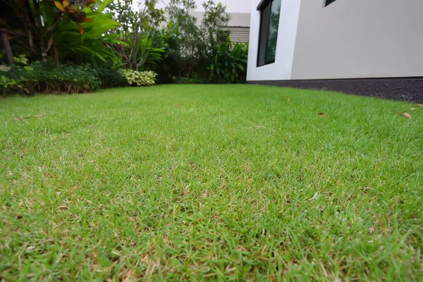 Prato paesaggistico con erba verde tappeto erboso in casa giardino — Foto Stock