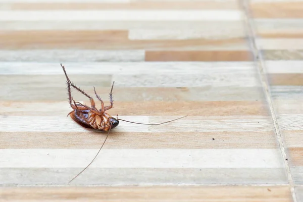 Satu kecoa mati menyeramkan di lantai dengan pembunuhan insektisida — Stok Foto