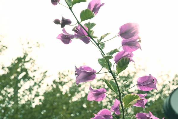 Różowy bougainvillea kwiat ozdobny roślina kwitnąca w dzień rano — Zdjęcie stockowe