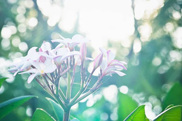 Vit frangipani plumeria tropisk blomma på morgonen dag — Stockfoto
