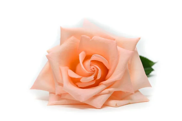 Seule fleur de fleur de rose orange beauté bourgeon isolé sur fond blanc — Photo