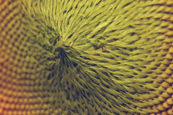 Flora piękny pyłek słonecznika — Zdjęcie stockowe