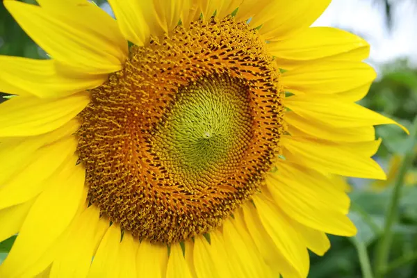 Sunflower blooming in nature garden, beautiful yellow flower blossom in morning day of springtime — Stock Photo, Image