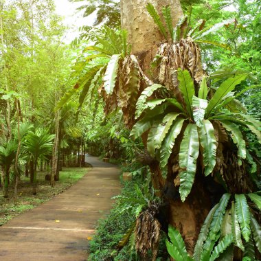 Kamu parkının yeşil doğasında yürüyüş rahatlığı yolu
