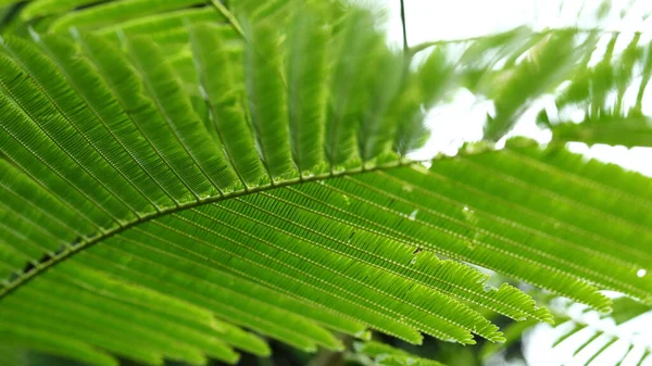 Abstrato Folhas Verdes Folhagem Natureza Fundo Com Luz Solar Macia — Fotografia de Stock