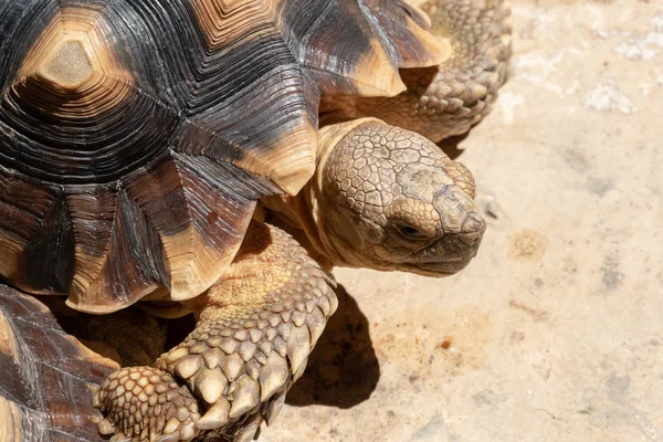 Sköldpaddsdjur Med Långt Liv Djurlivet — Stockfoto