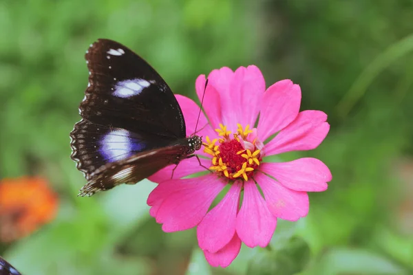 Красивая Черная Бабочка Розовом Цветке Утром — стоковое фото