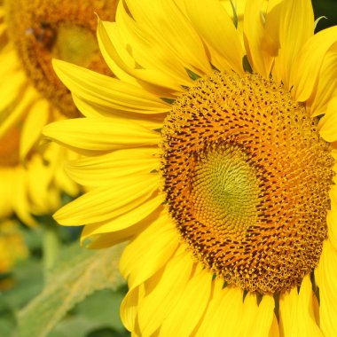 doğal bahçede açan güzel ayçiçeği çiçeği