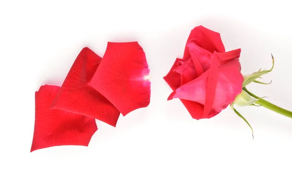 Pétalo Rojo Flor Rosa Aislado Sobre Fondo Blanco — Foto de Stock