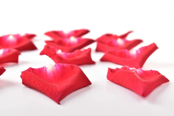 Красный Лепесток Розового Цветка Изолирован Белом Фоне — стоковое фото