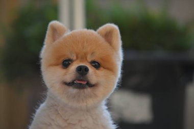 Pomeranian köpeği şirin evcil hayvan Sabahları gülümsüyor